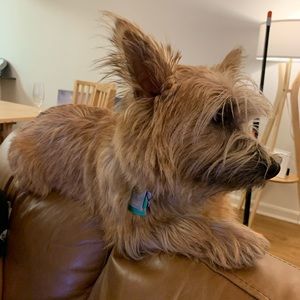 Meet your Posher, Elizabeth